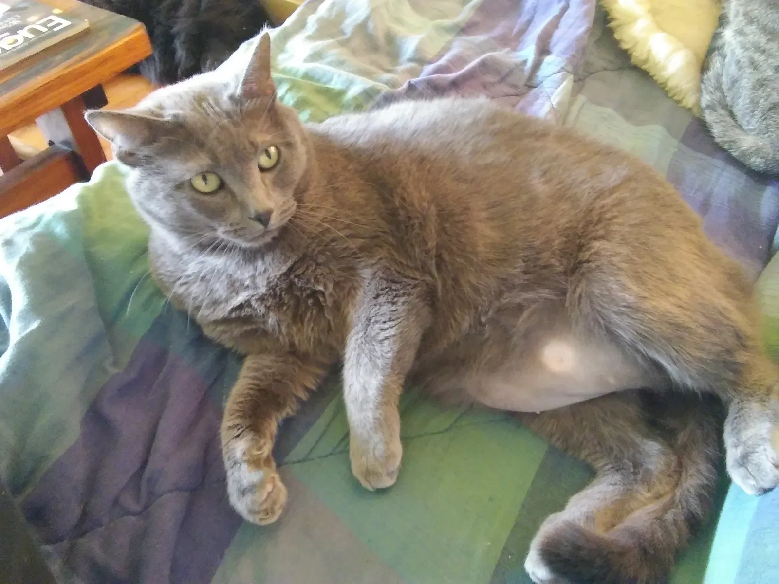 Lost cat in Springfield, OR, 97477