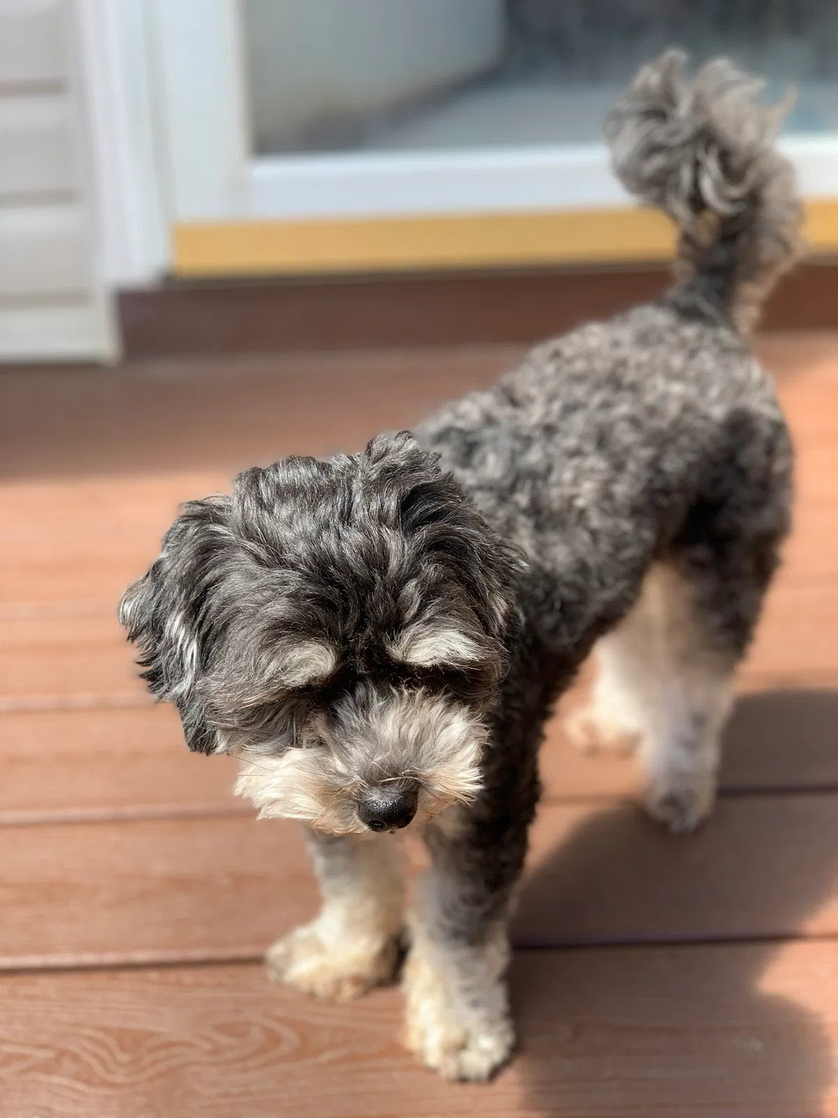 Lost dog in North Brunswick, NJ, 8902
