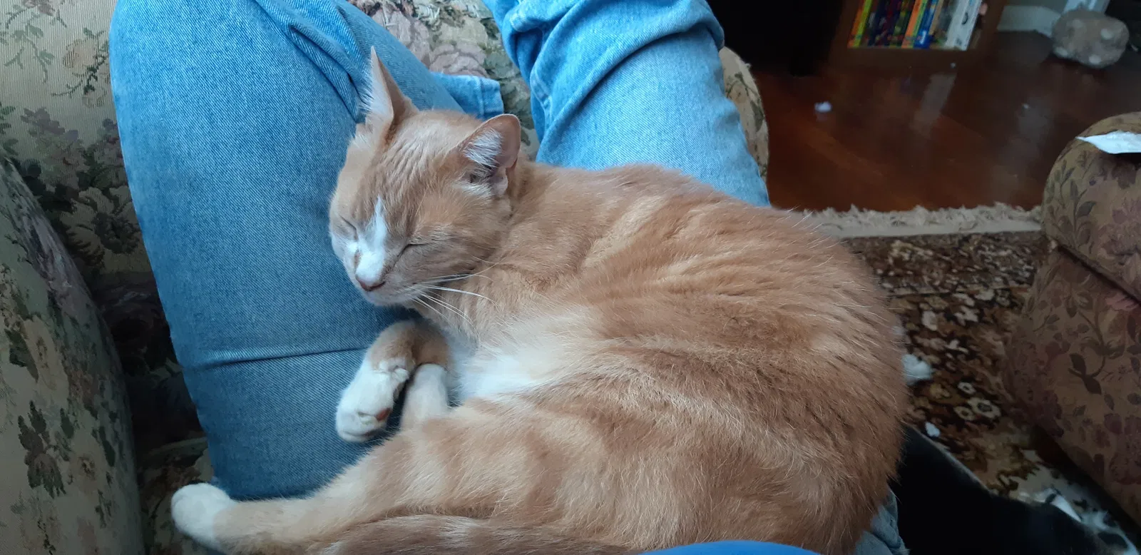 Lost cat in Chattanooga, TN, 37405