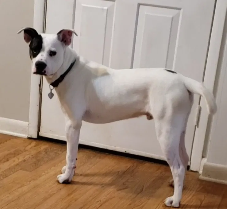 Lost dog in Kingsport, TN, 37665
