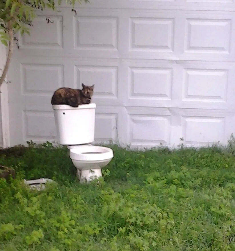 Lost cat in Cleveland, TN, 37311