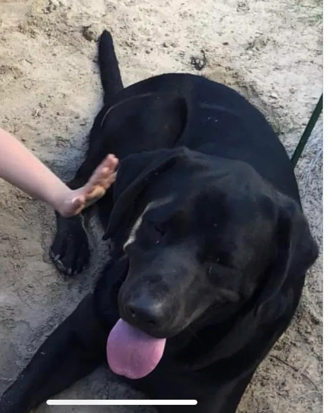 Lost dog in Hope Mills, NC, 28348