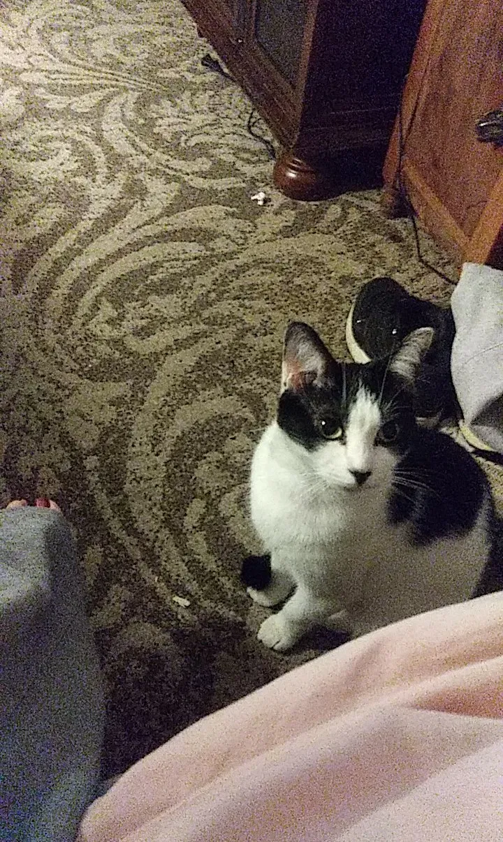 Lost cat in Edinburgh, IN, 46124