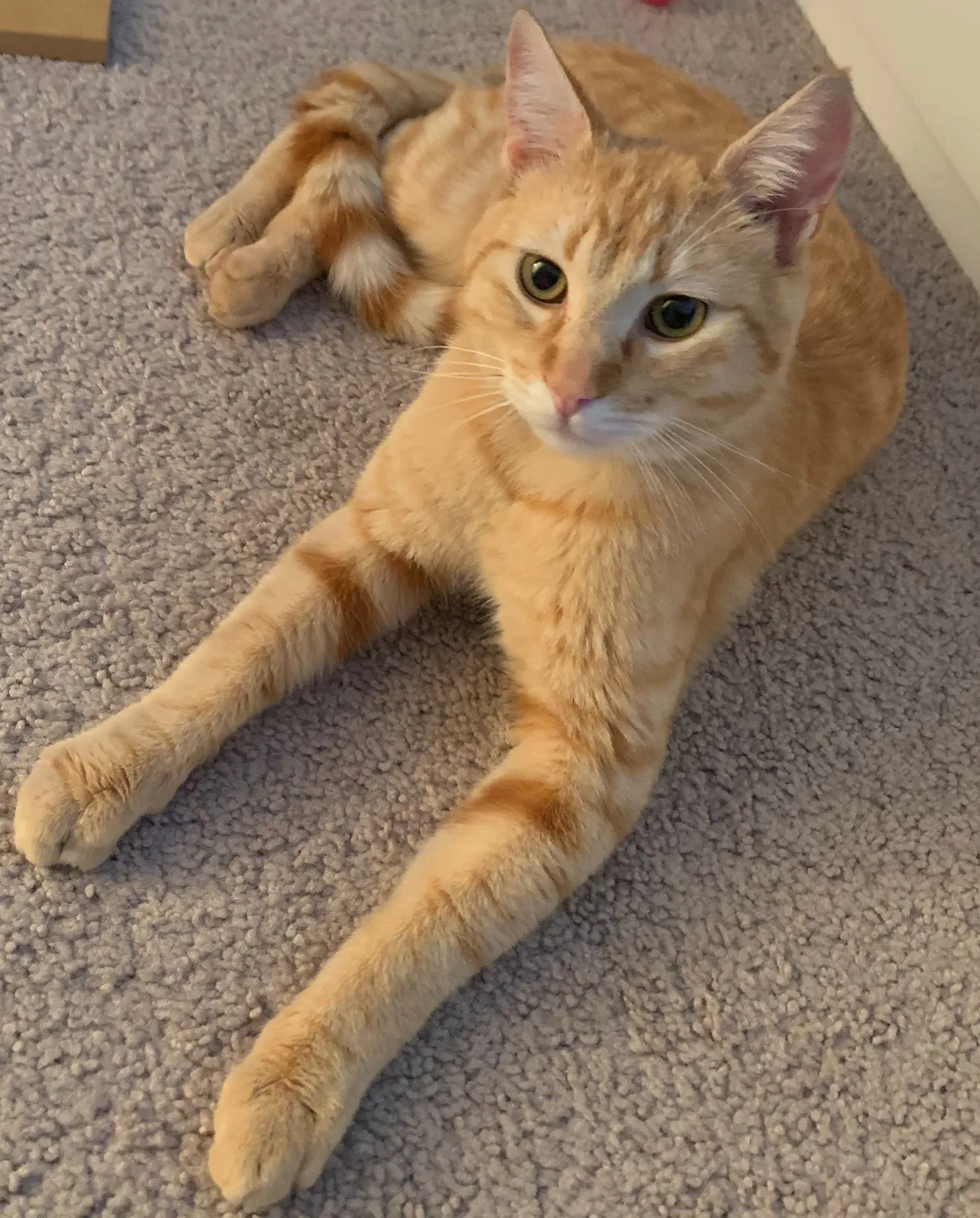 Lost cat in Sunnyvale, CA, 94086