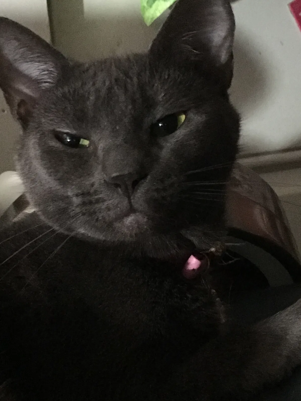 Lost cat in Wilmington, NC, 28401