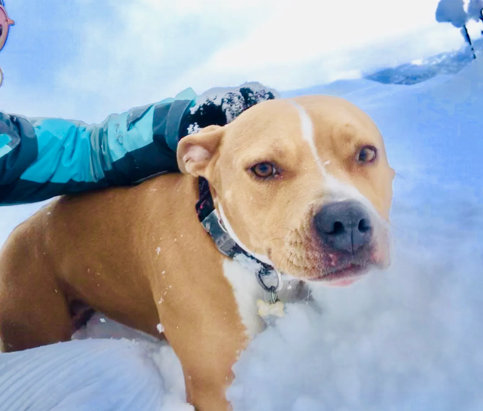Lost dog in Lubbock, TX, 79404
