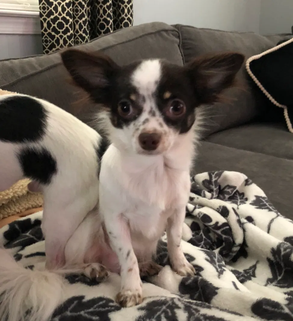 Lost dog in Lincoln, DE, 19960
