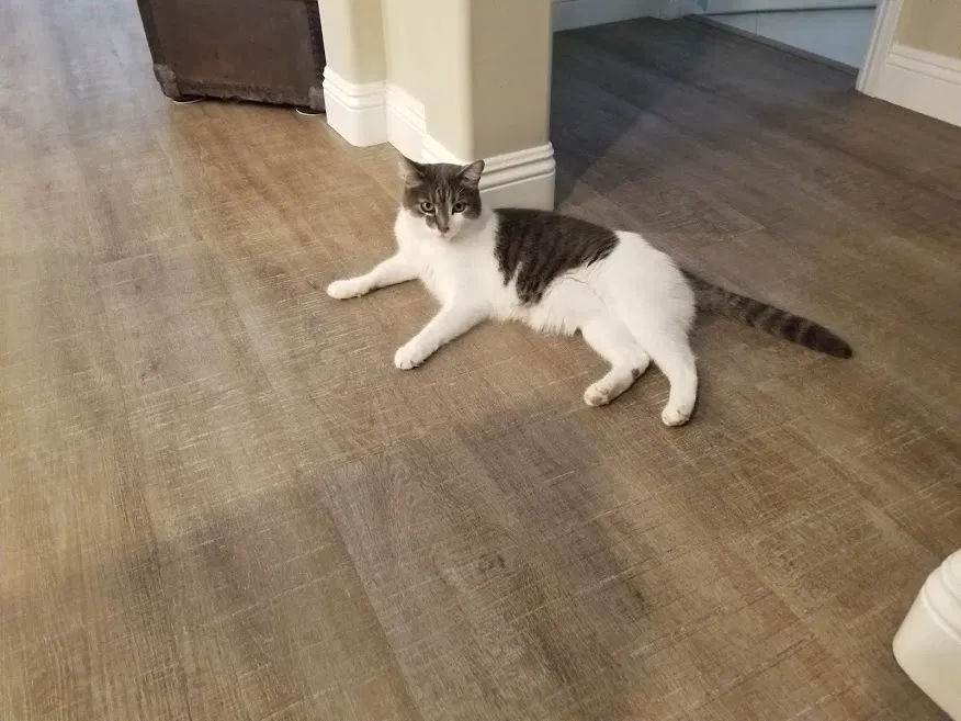 Lost cat in Vista, CA, 92081
