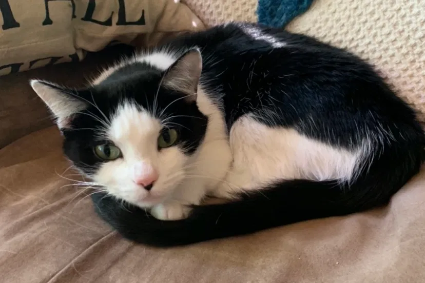 Lost cat in Palm Bay, FL, 32907