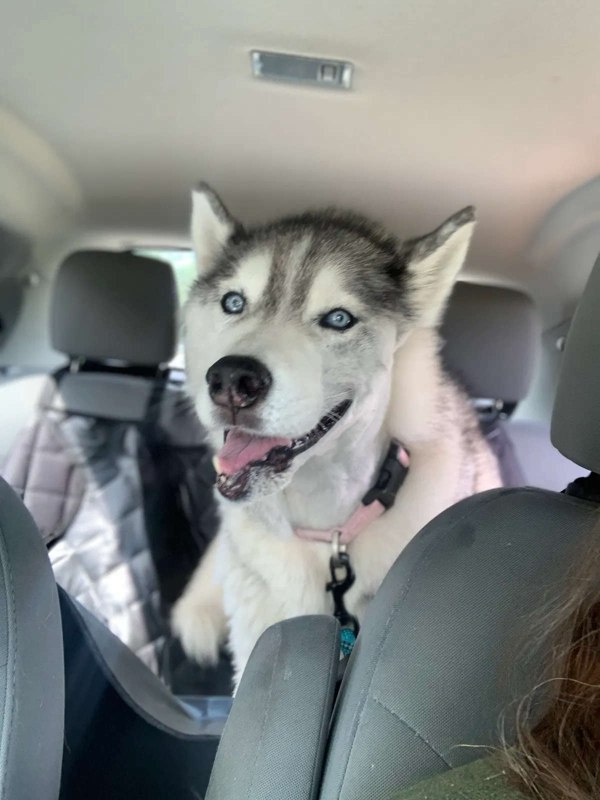 Lost dog in Savannah, GA, 31419