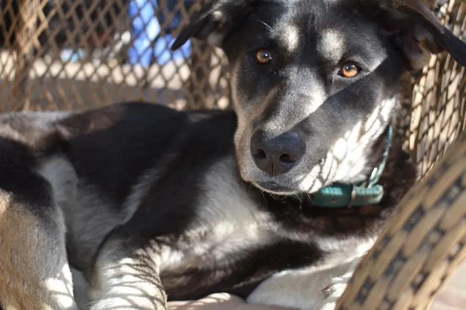 Lost dog in Mayesville, SC, 29104