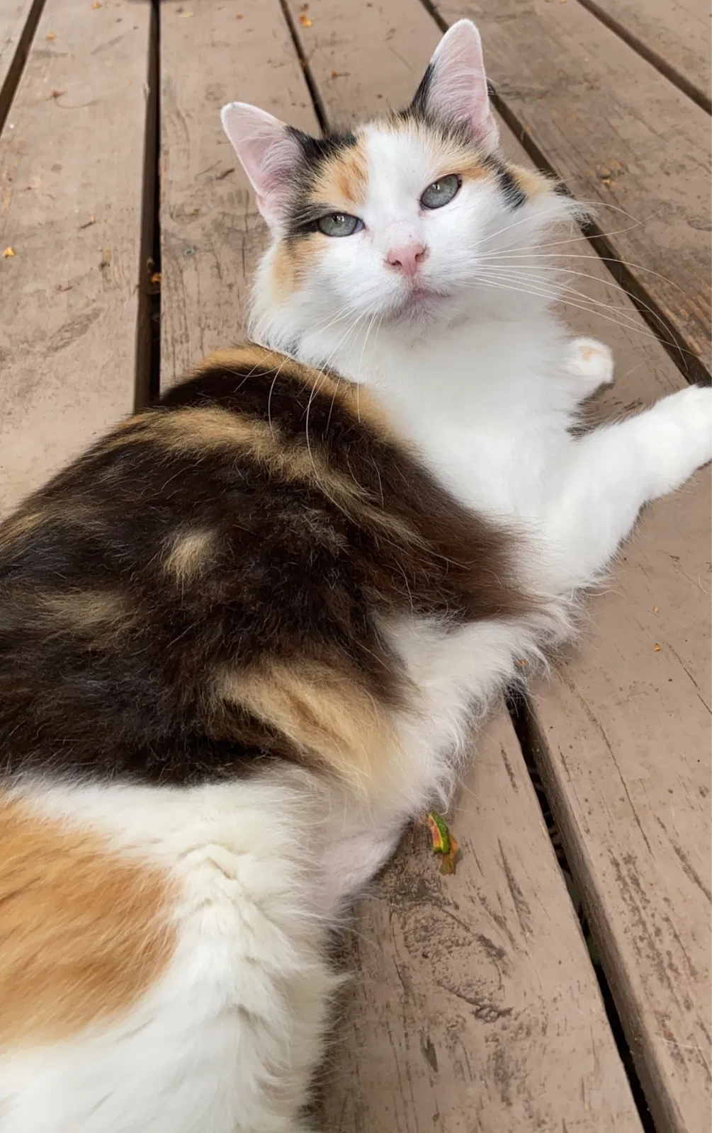 Lost cat in Tallahassee, FL, 32312