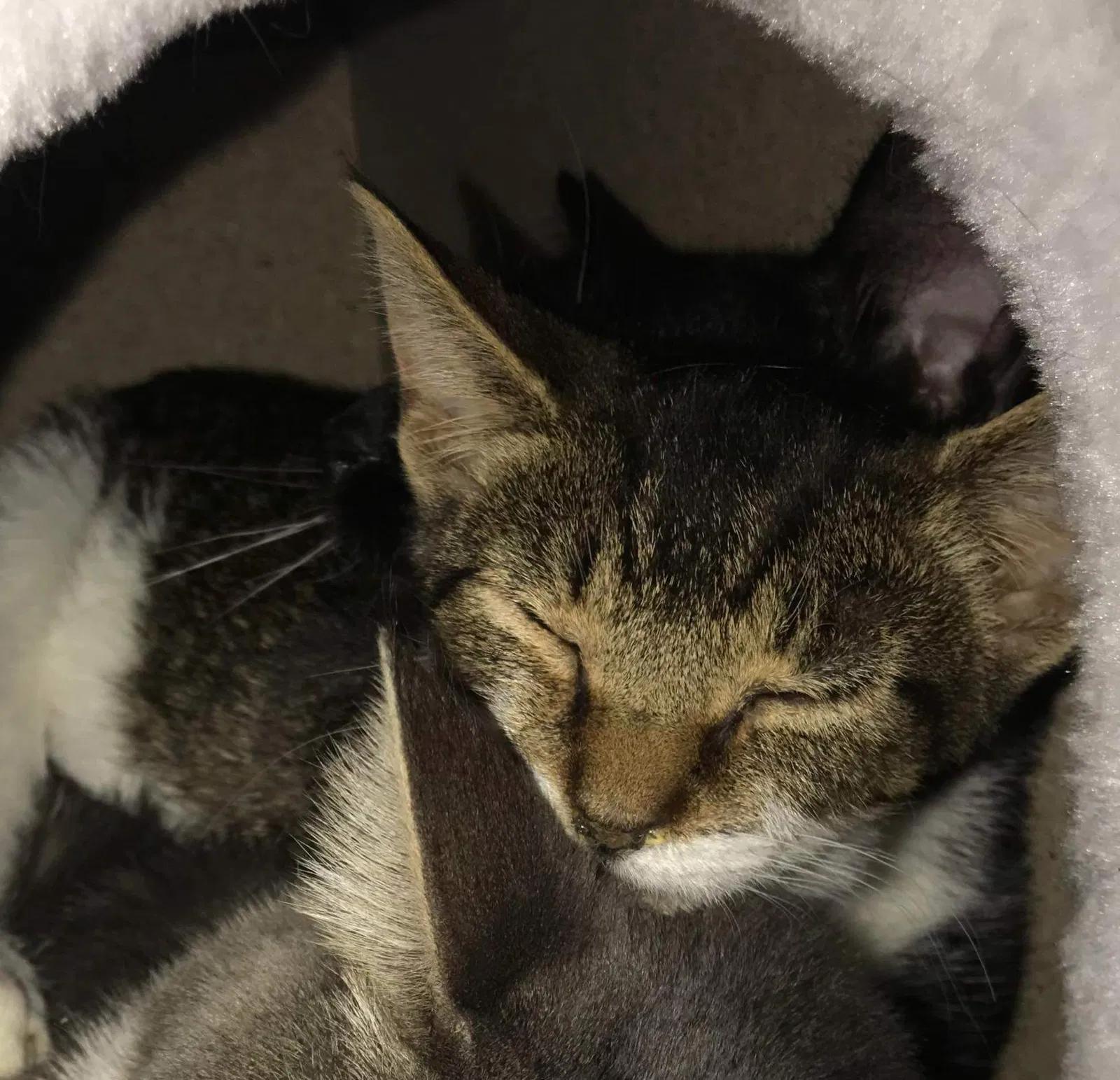 Lost cat in Croydon, PA, 19021