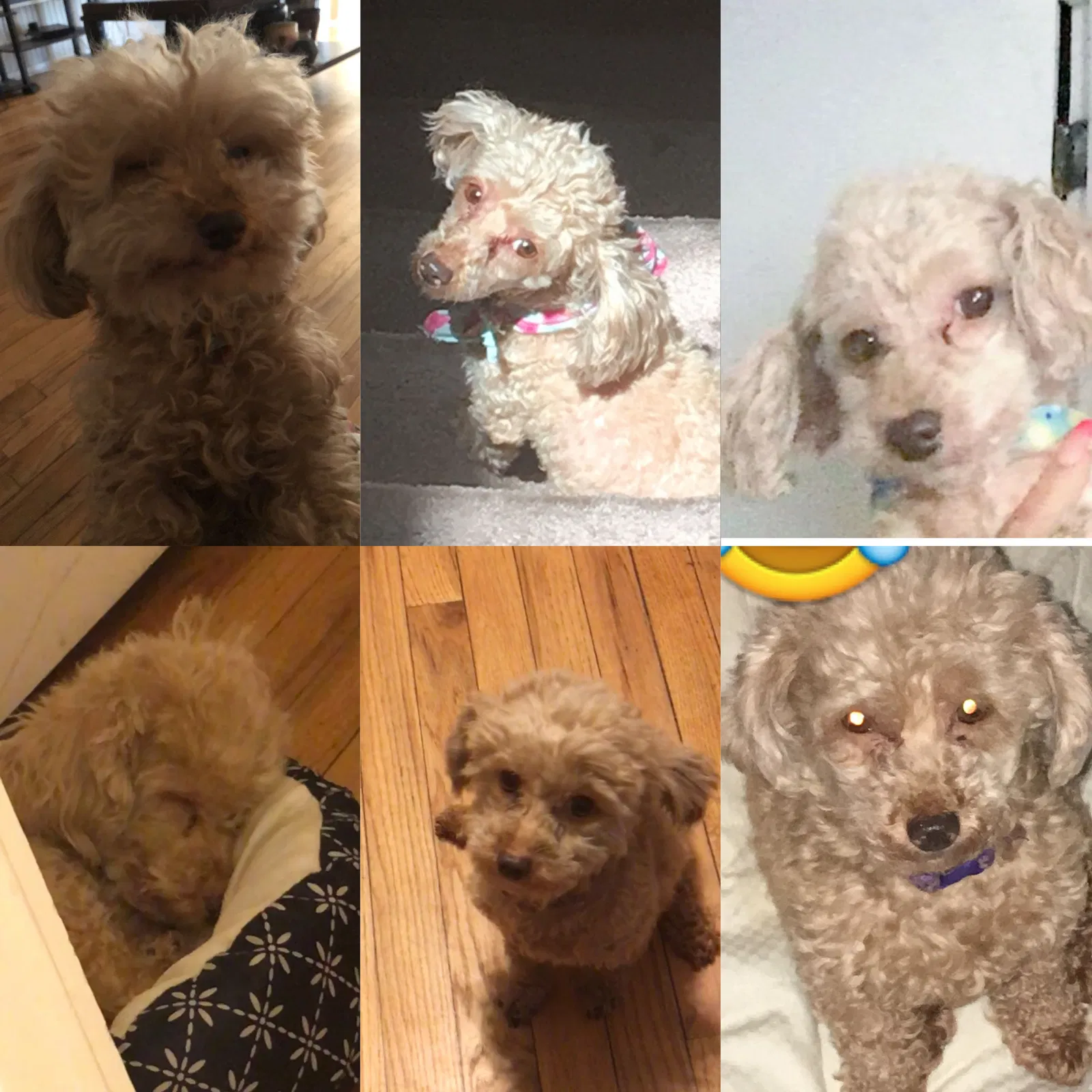 Lost dog in Saint Louis, MO, 63112