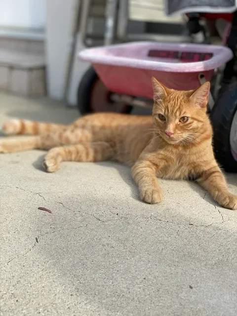Lost cat in Culver City, CA, 90232
