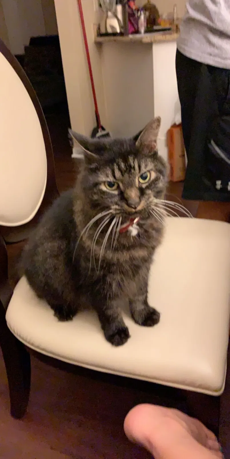 Lost cat in Charlotte, NC, 28213