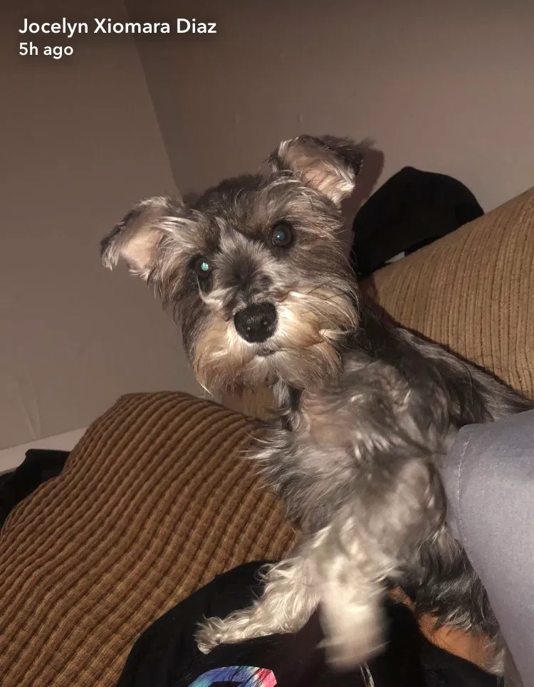 Lost dog in Oxnard, CA, 93033