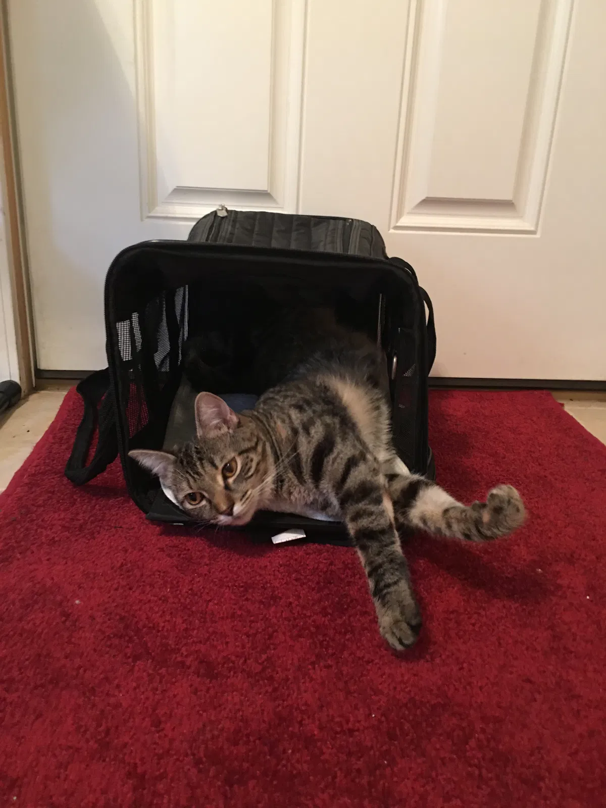 Lost cat in Pensacola, FL, 32503