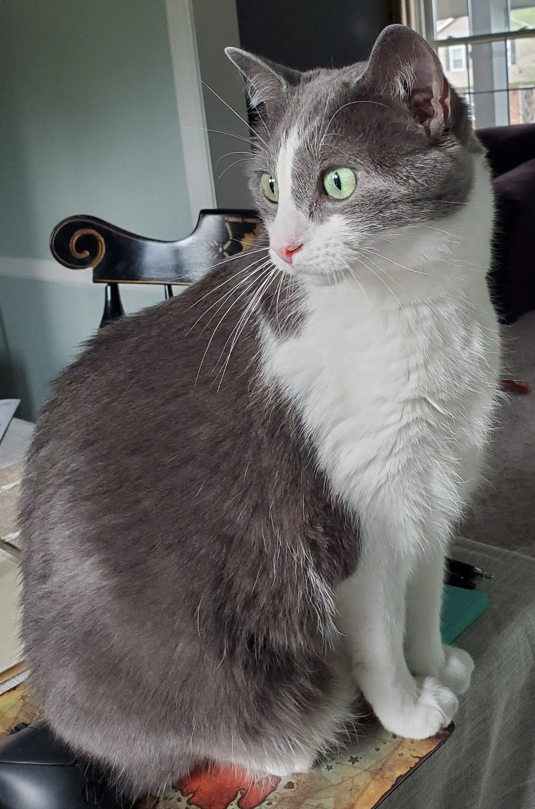 Lost cat in Winston Salem, NC, 27106