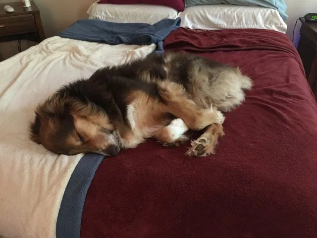 Lost dog in Greer, SC, 29651