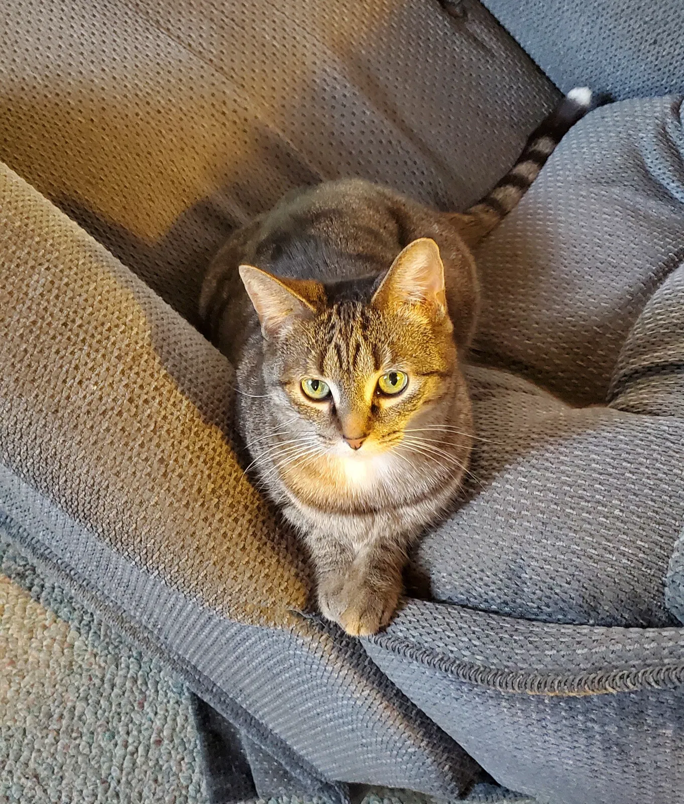 Lost cat in Toledo, OH, 43615