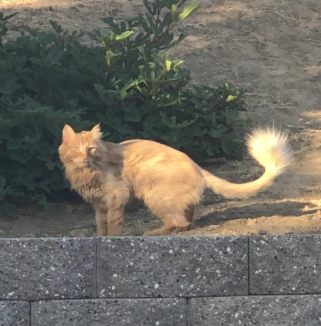 Lost cat in Antioch, CA, 94531