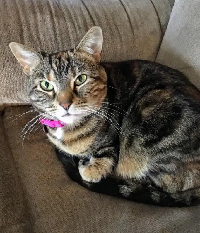 Lost cat in Loveland, OH, 45140