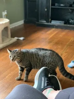 Lost cat in Cleveland, OH, 44130