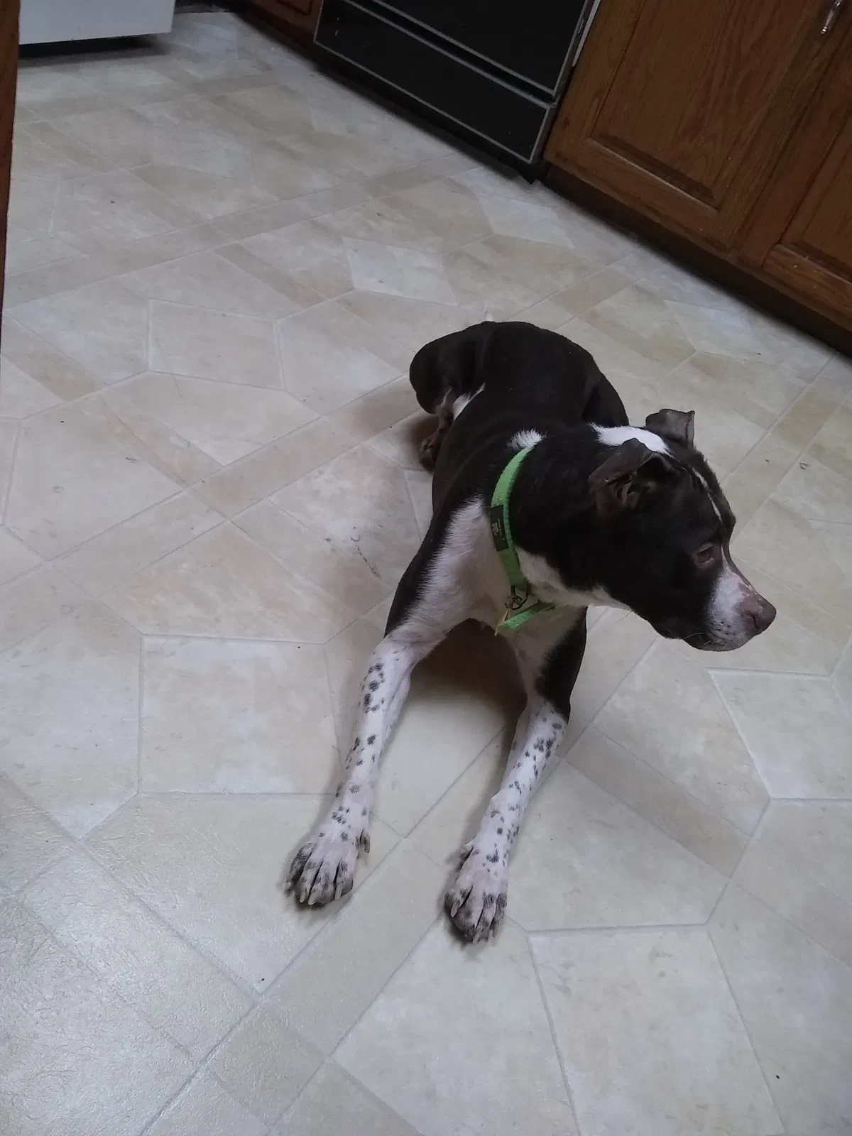 Lost dog in Toledo, OH, 43607