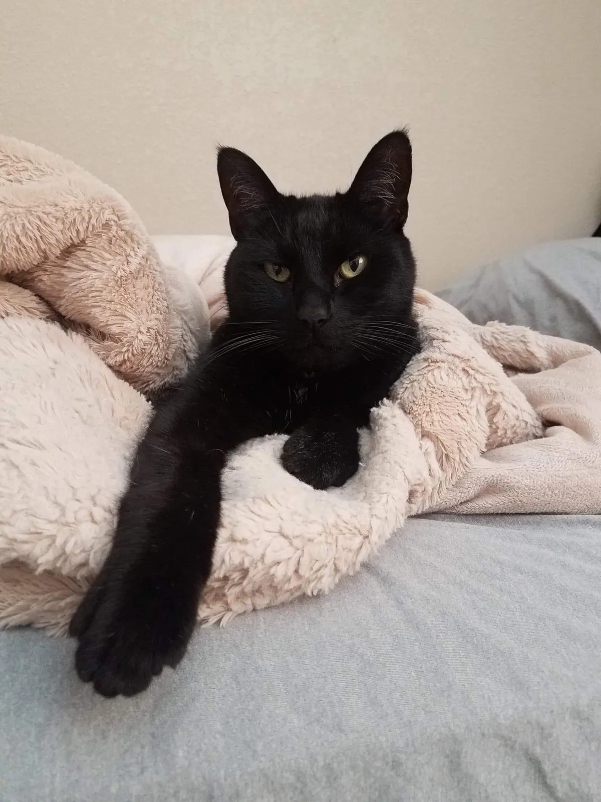 Lost cat in Colorado Springs, CO, 80922