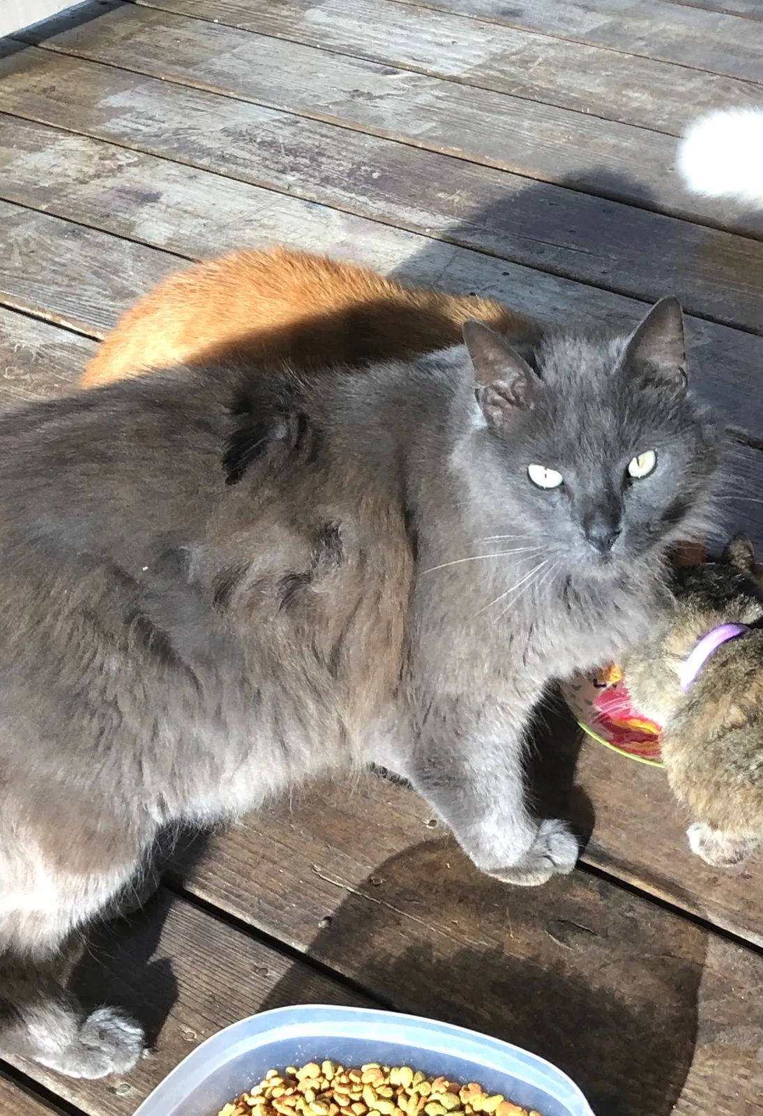 Lost cat in Fairhope, AL, 36532