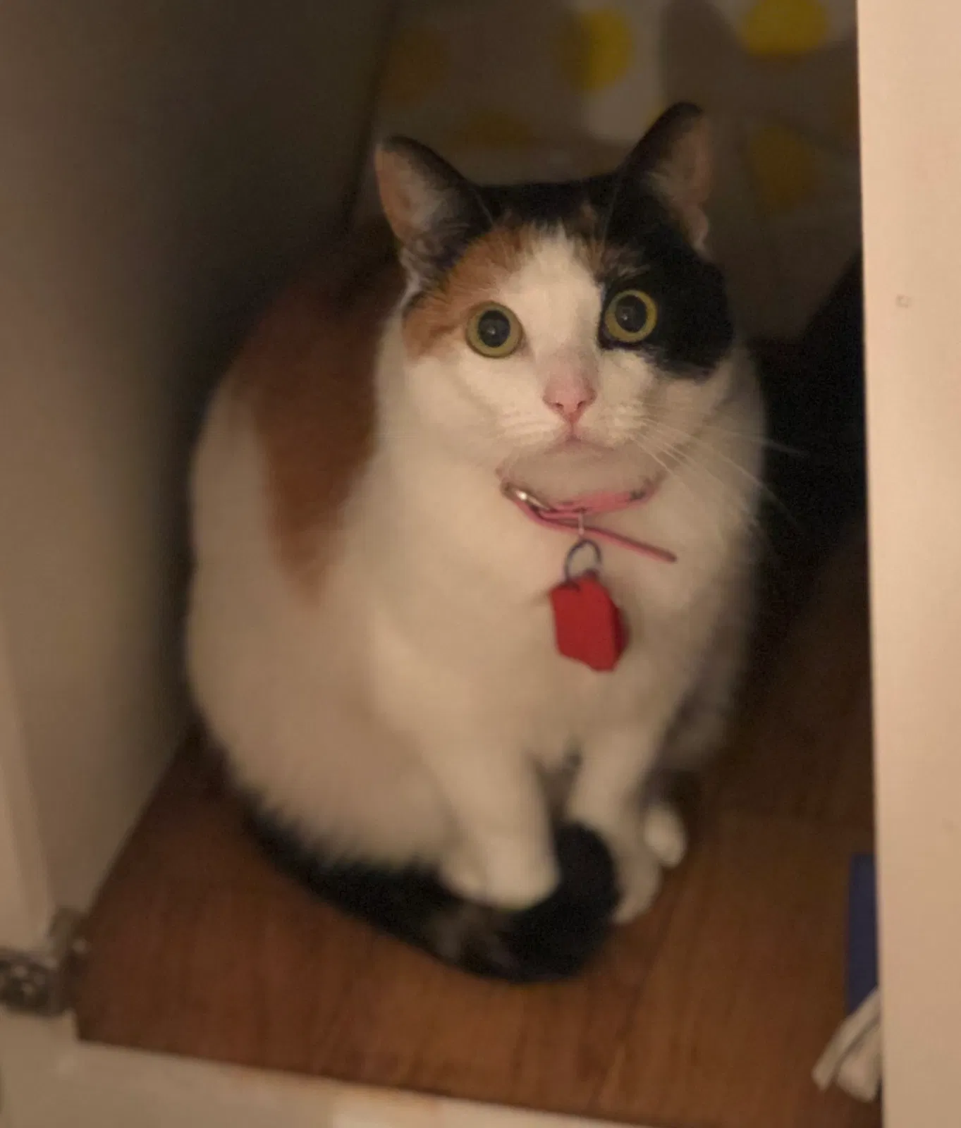 Lost cat in Little Rock, AR, 72211