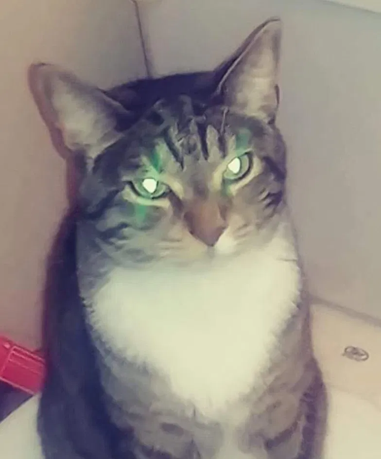 Lost cat in Reno, NV, 89506