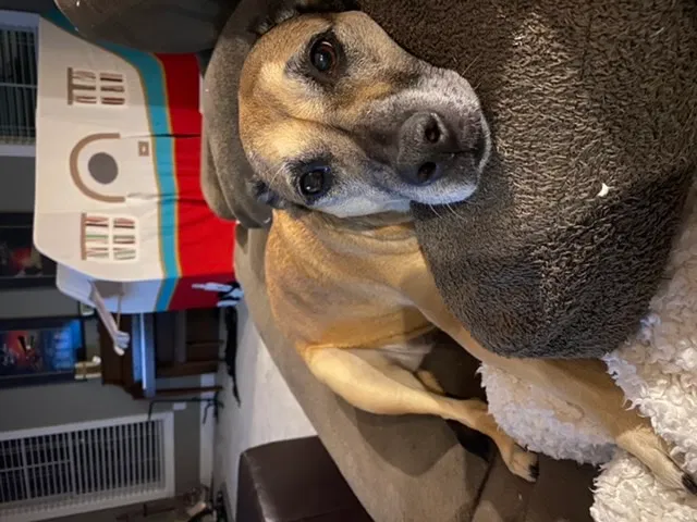 Lost dog in Olivet, MI, 49076