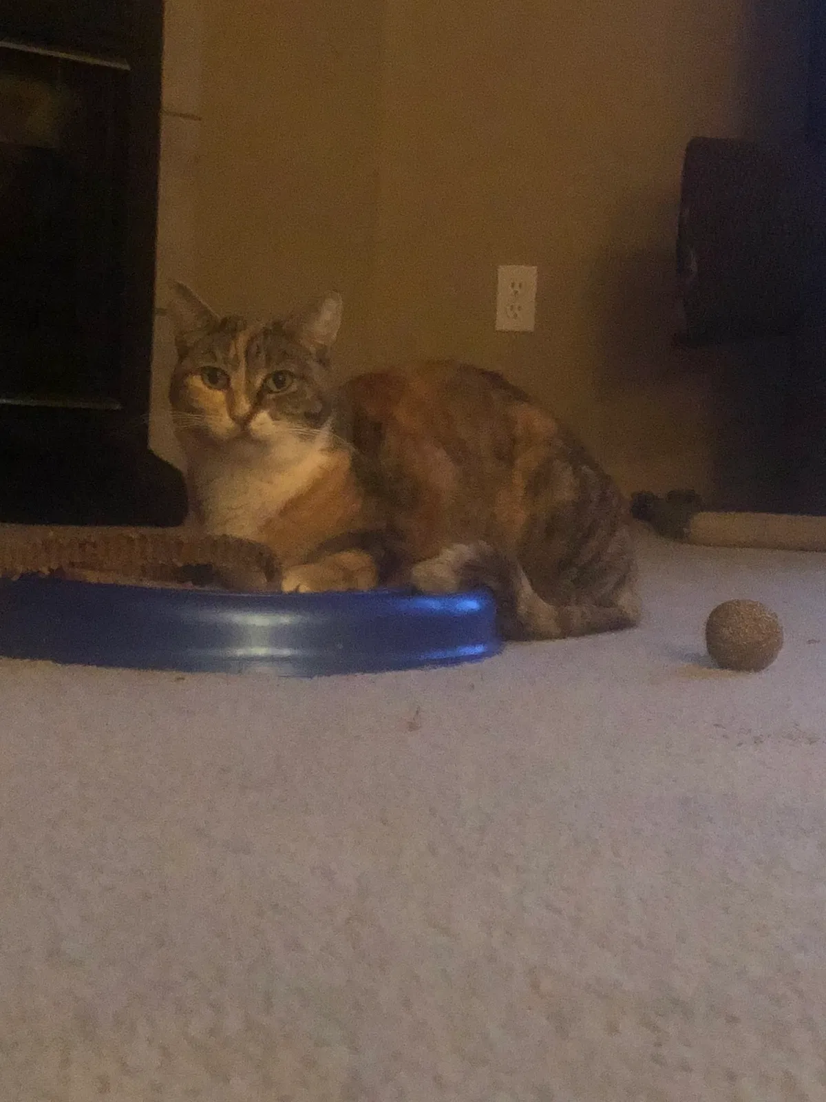 Lost cat in Arlington, WA, 98223