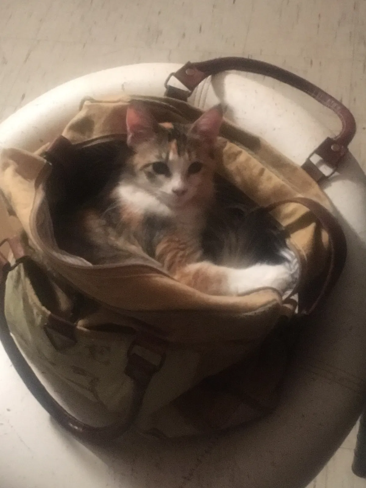 Lost cat in Mandeville, LA, 70448