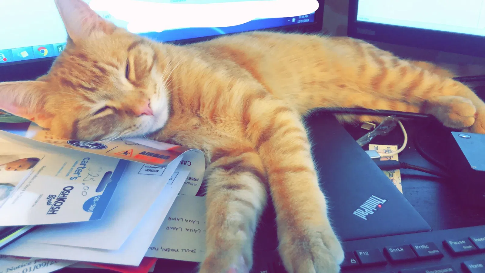 Lost cat in Kalamazoo, MI, 49008