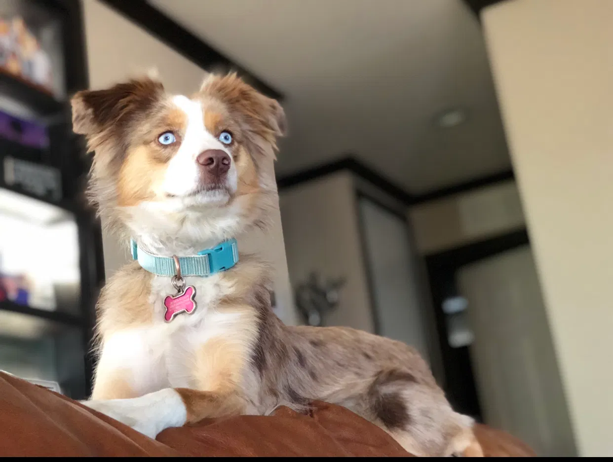 Lost dog in Midland, TX, 79705