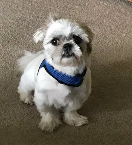 Lost dog in Camdenton, MO, 65020