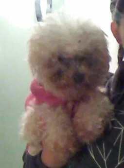Lost dog in Pasadena, CA, 91104