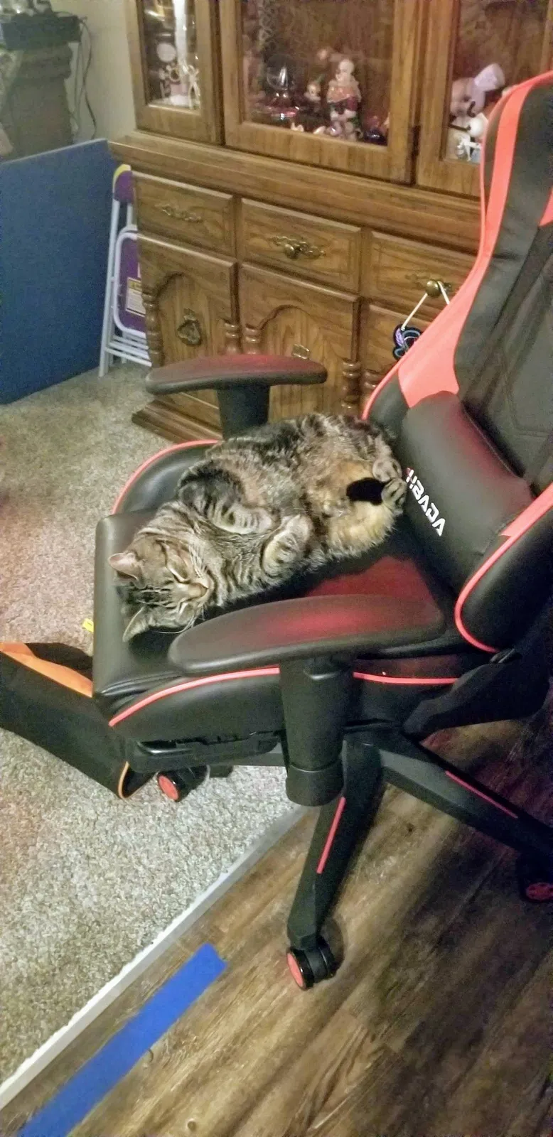 Lost cat in Saint Paul, MN, 55128