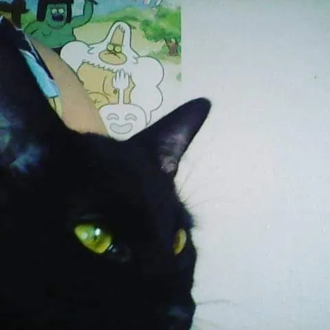 Lost cat in Layton, UT, 84041