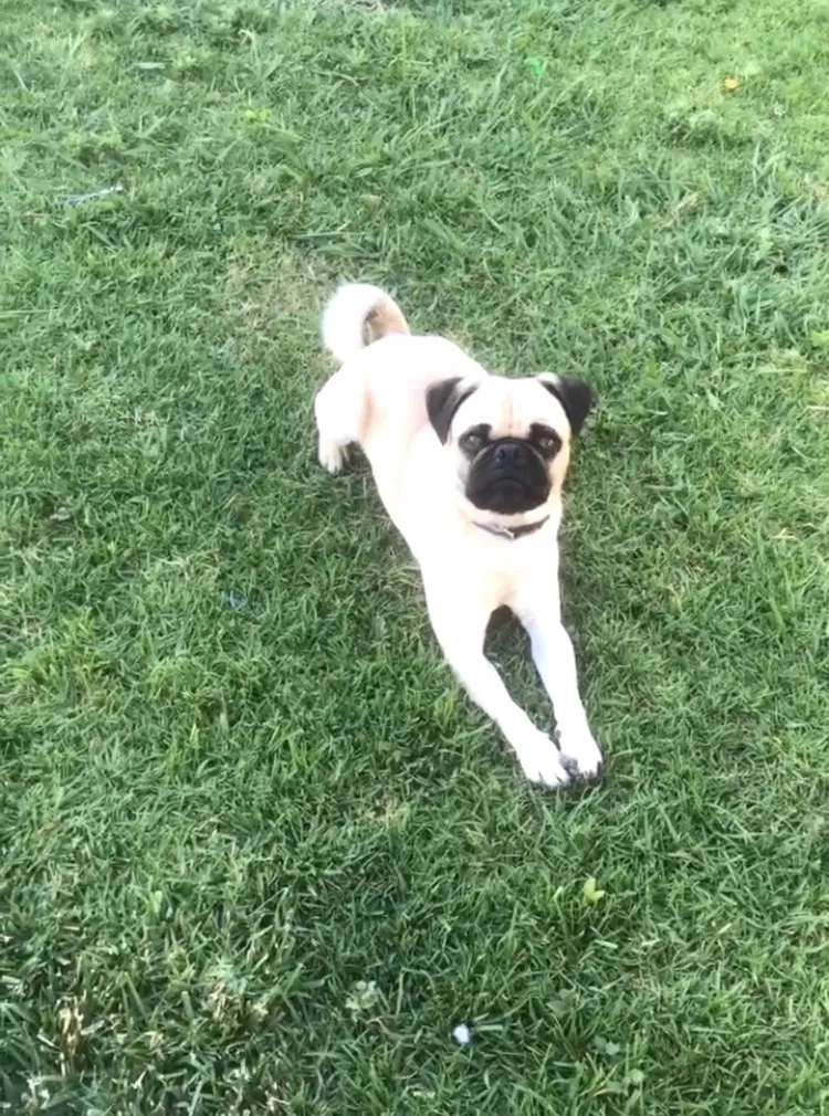 Lost dog in Orange, CA, 92867