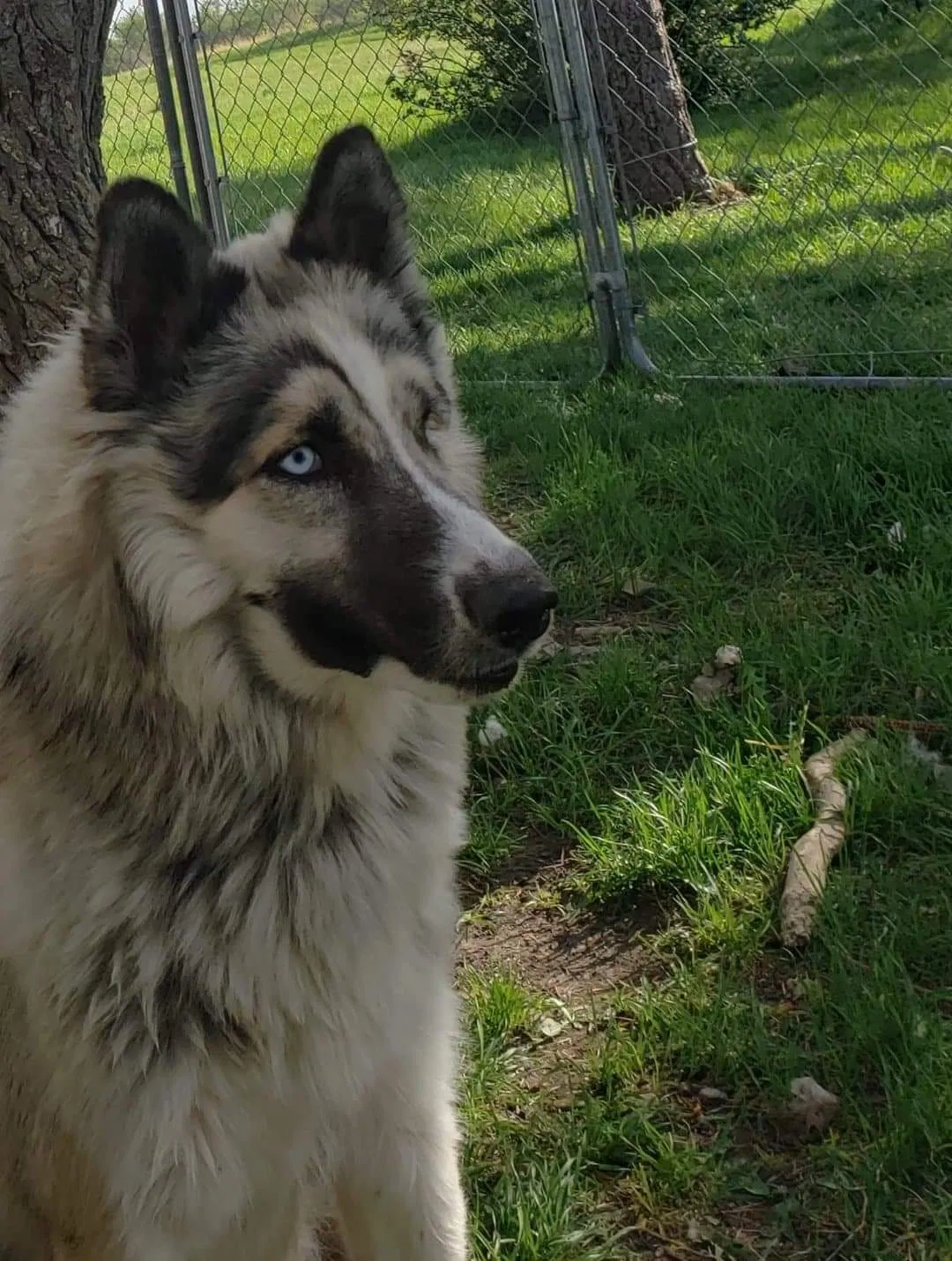 Lost dog in Des Lacs, ND, 58733