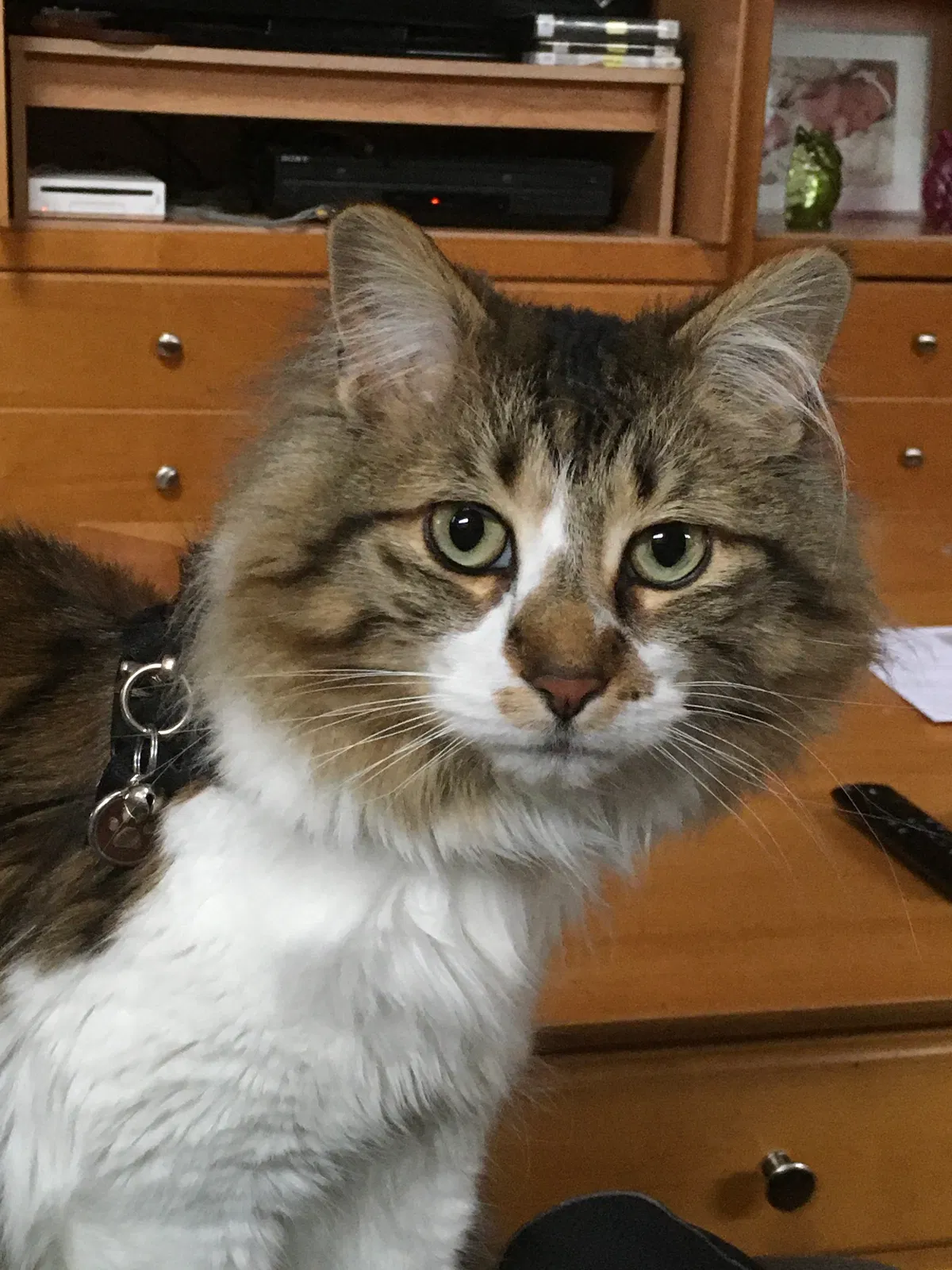 Lost cat in Minooka, IL, 60447