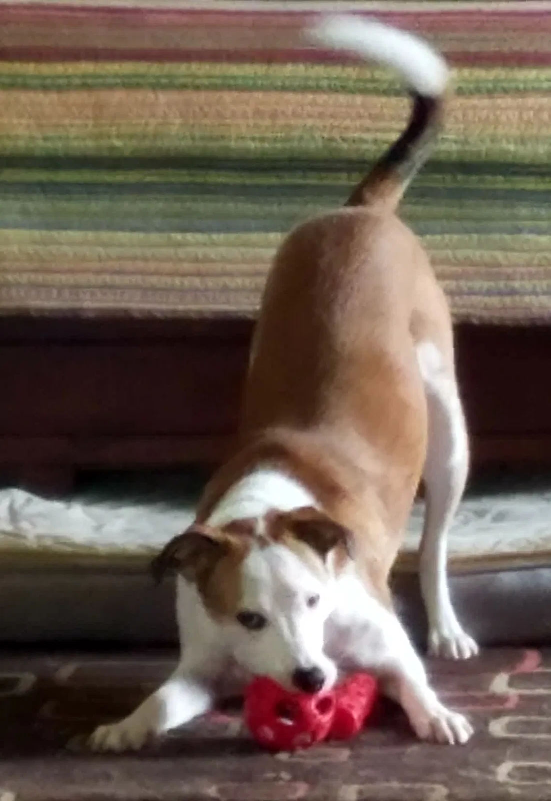 Lost dog in Lancaster, OH, 43130