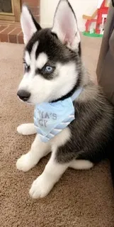 Lost dog in San Luis Obispo, CA, 93401