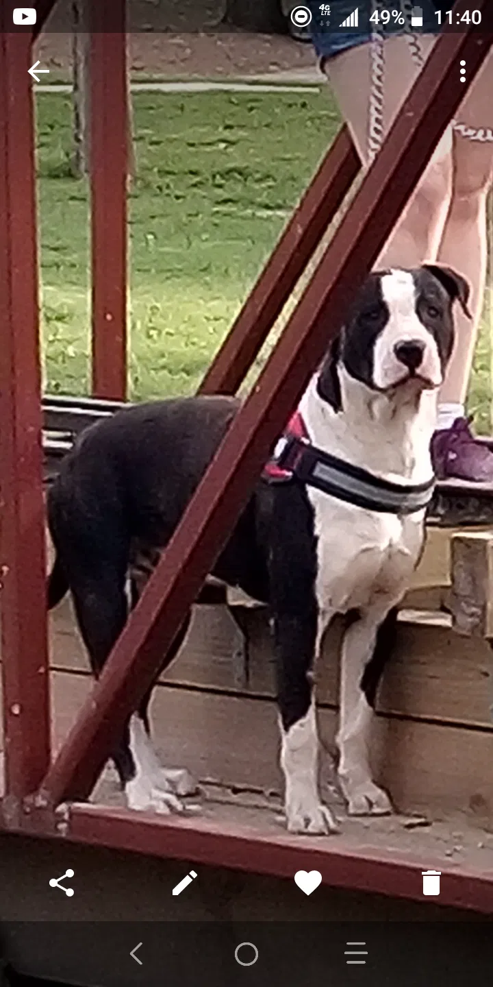 Lost dog in Konawa, OK, 74849