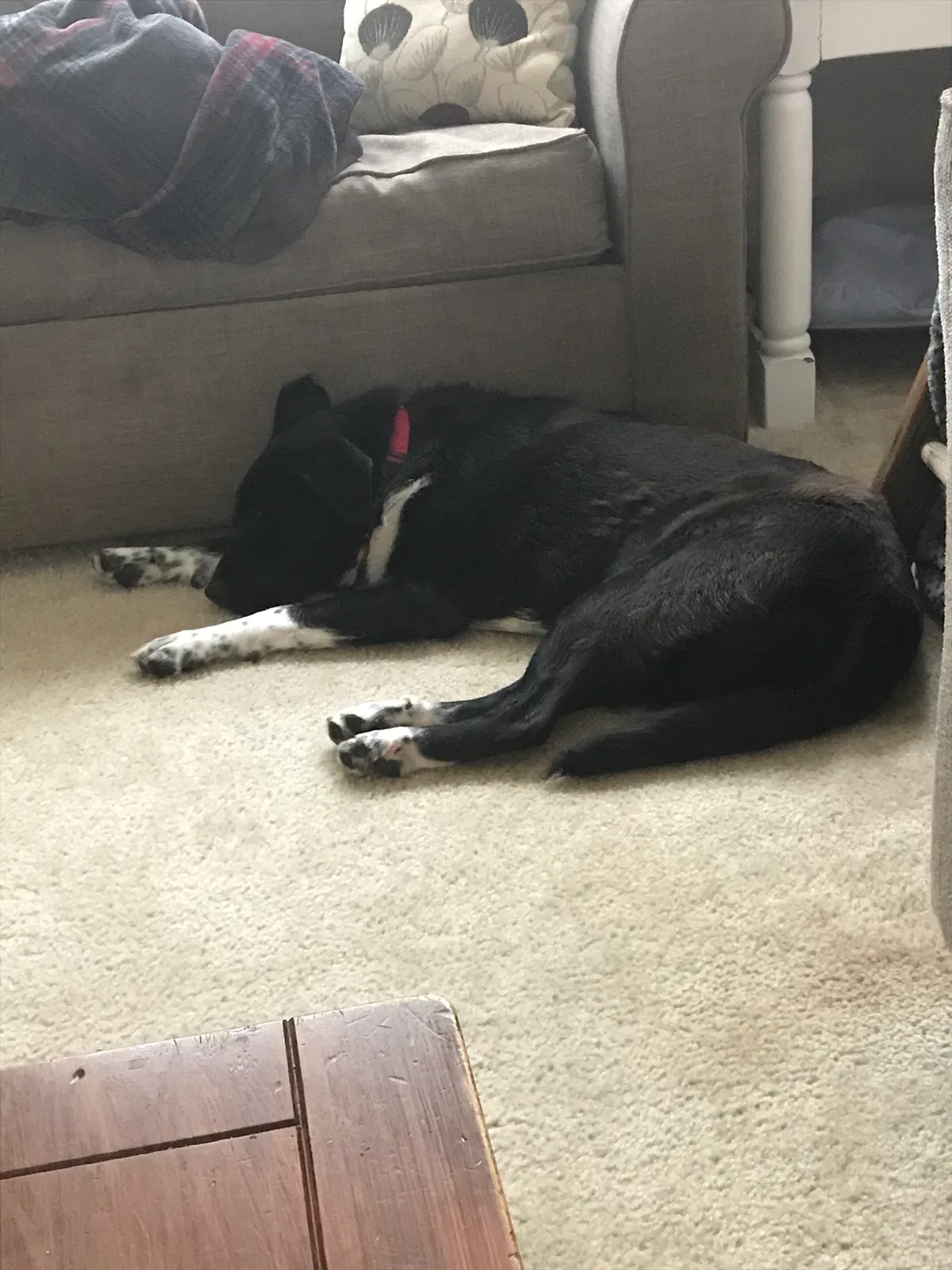 Lost dog in Dublin, OH, 43016