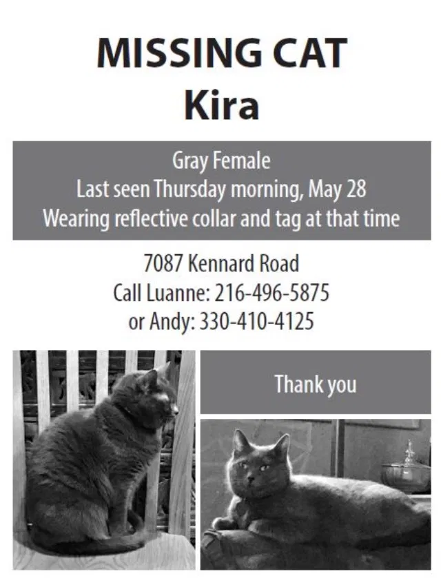 Lost cat in Seville, OH, 44273